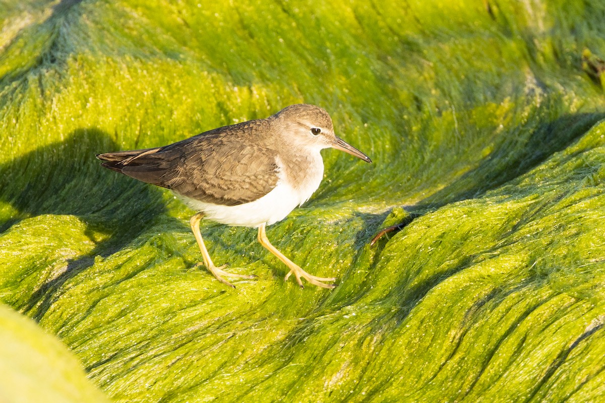Spotted Sandpiper - ML647147372