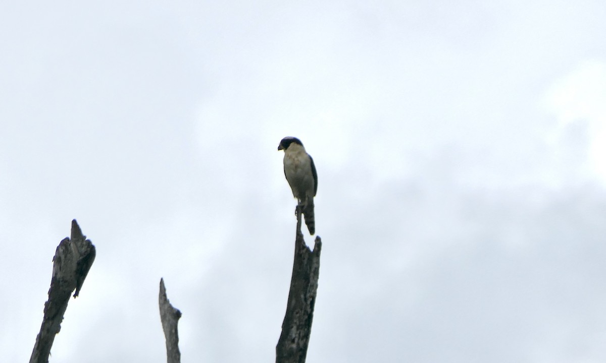 Laughing Falcon - ML647147375