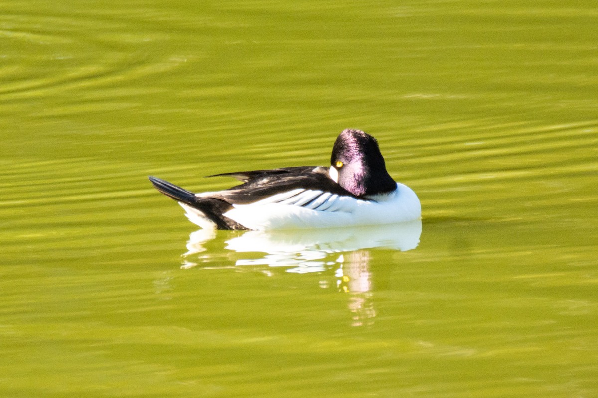 Common Goldeneye - ML647147379
