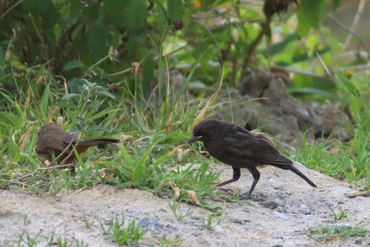 Bronzed Cowbird - ML647147380
