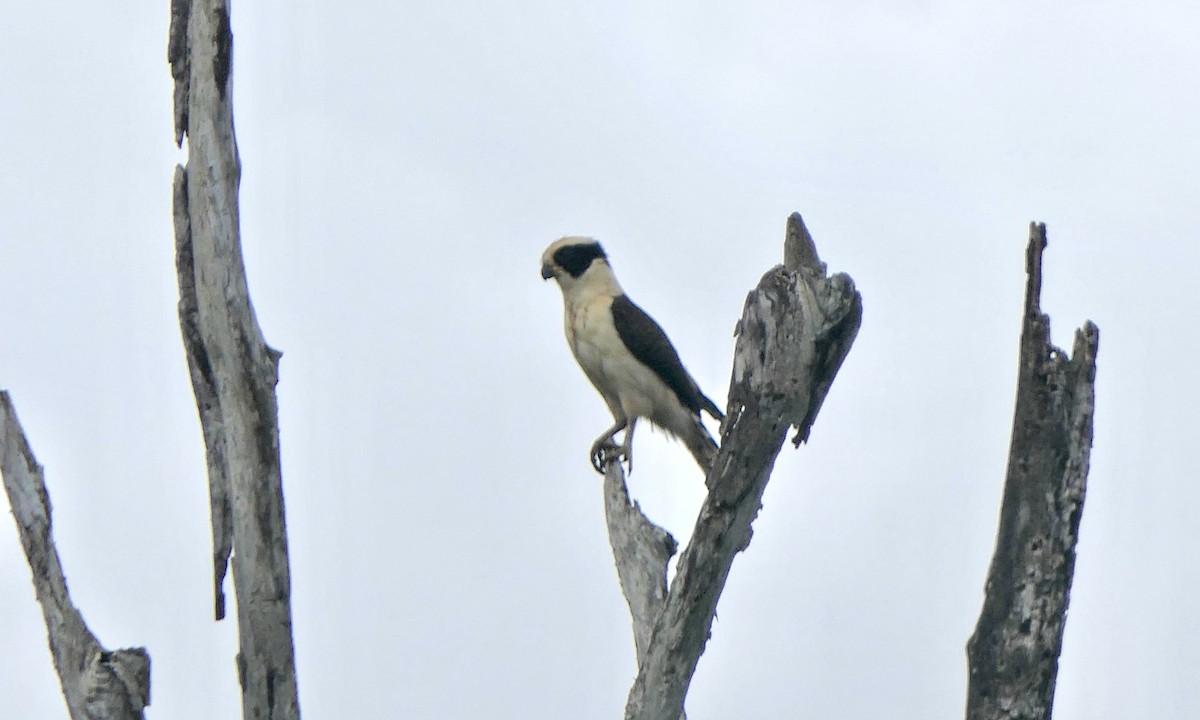 Laughing Falcon - ML647147386