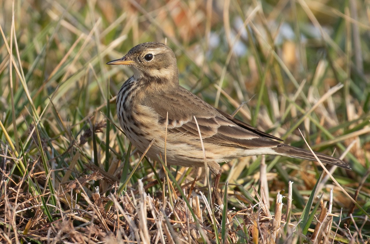 American Pipit - ML647147391