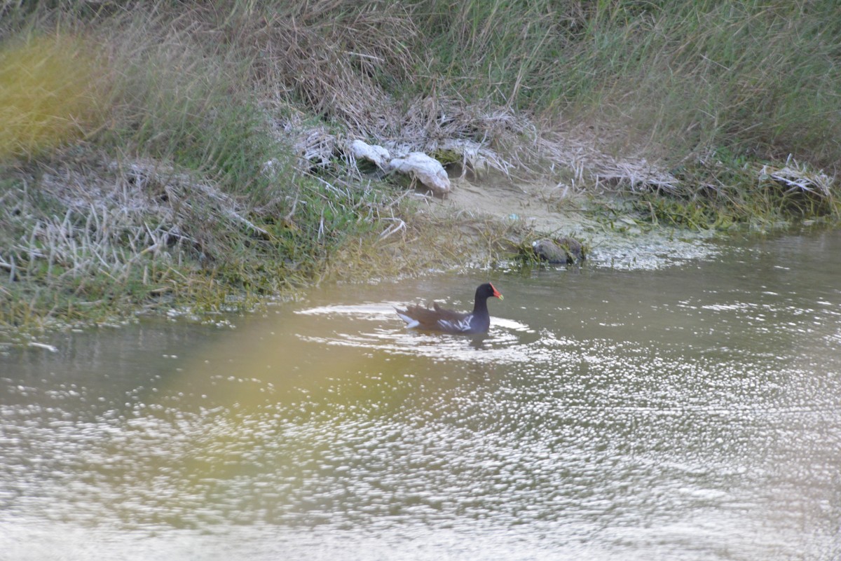 Uroilo amerikarra - ML647147393