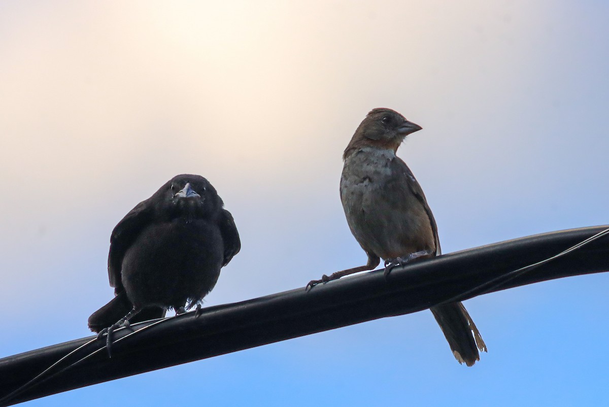 Bronzed Cowbird - ML647147394