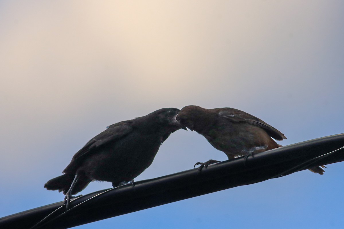 Bronzed Cowbird - ML647147395