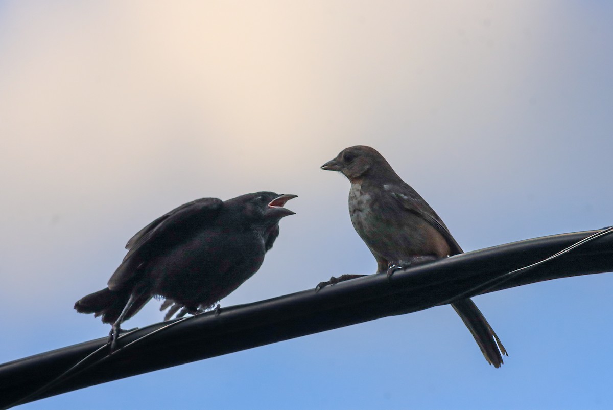 Bronzed Cowbird - ML647147396