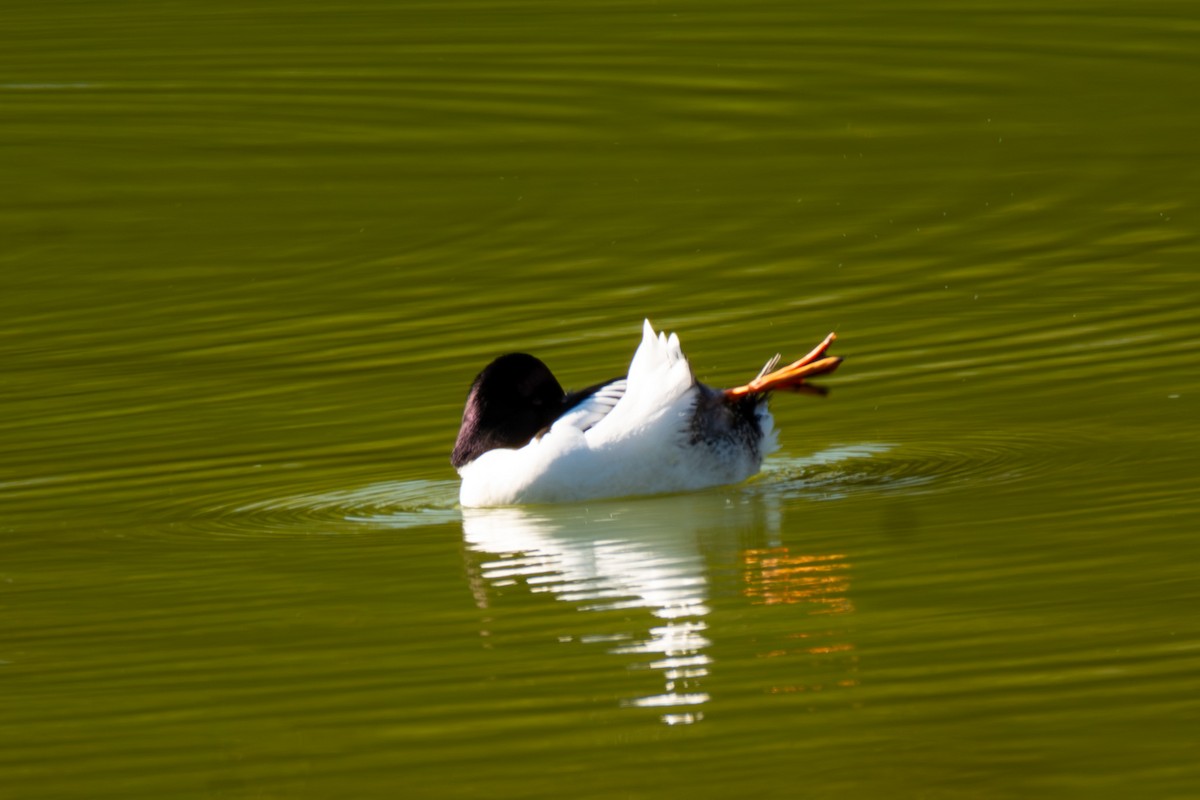 Common Goldeneye - ML647147397