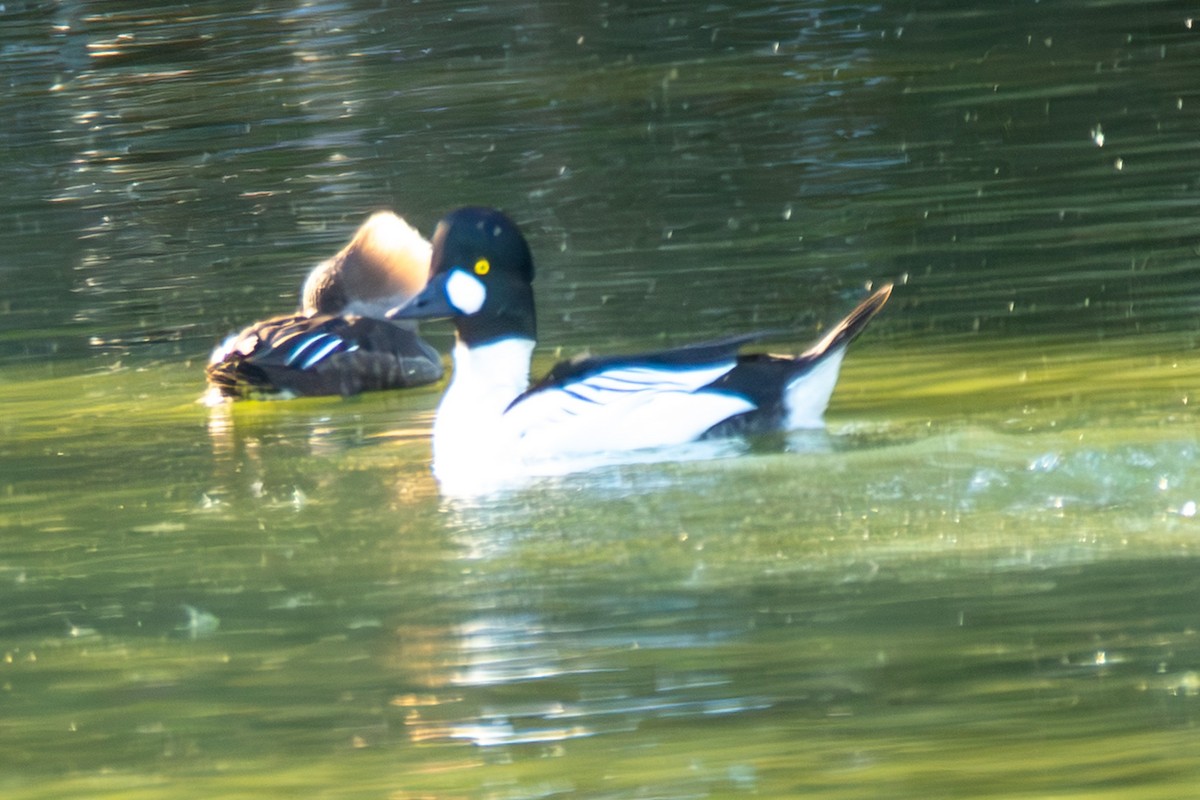 Common Goldeneye - ML647147398