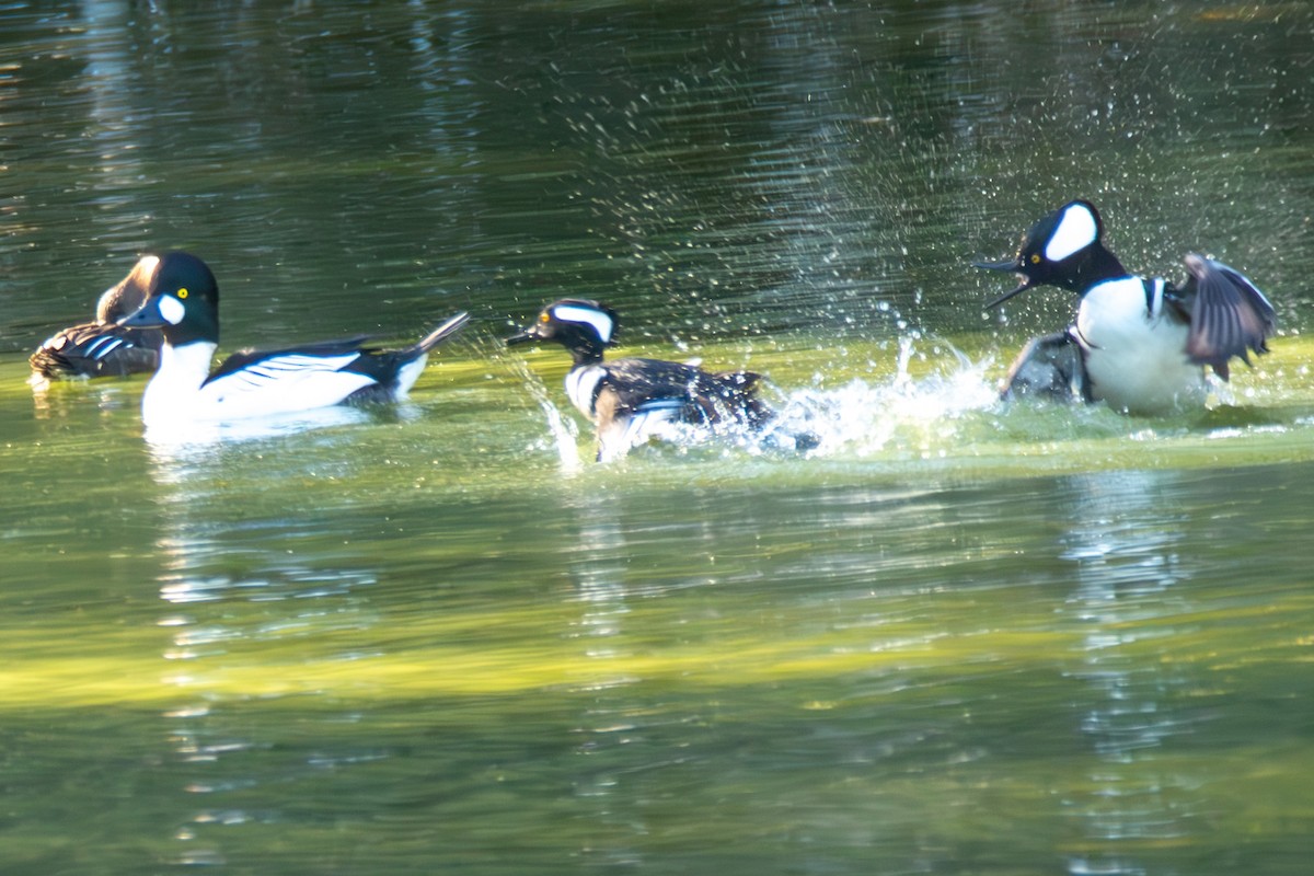 Common Goldeneye - ML647147399