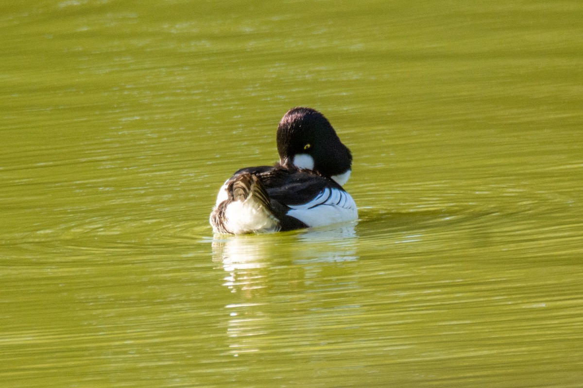 Common Goldeneye - ML647147400