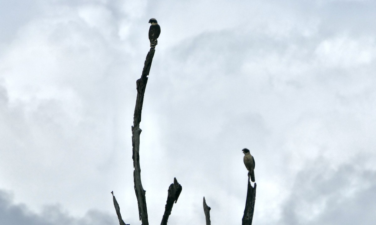 Laughing Falcon - ML647147401