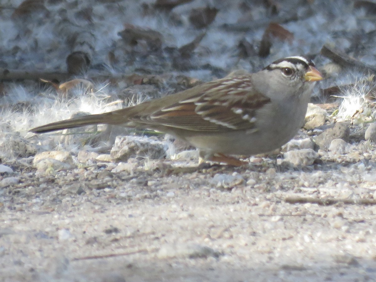 Белобровая овсянка - ML647147402