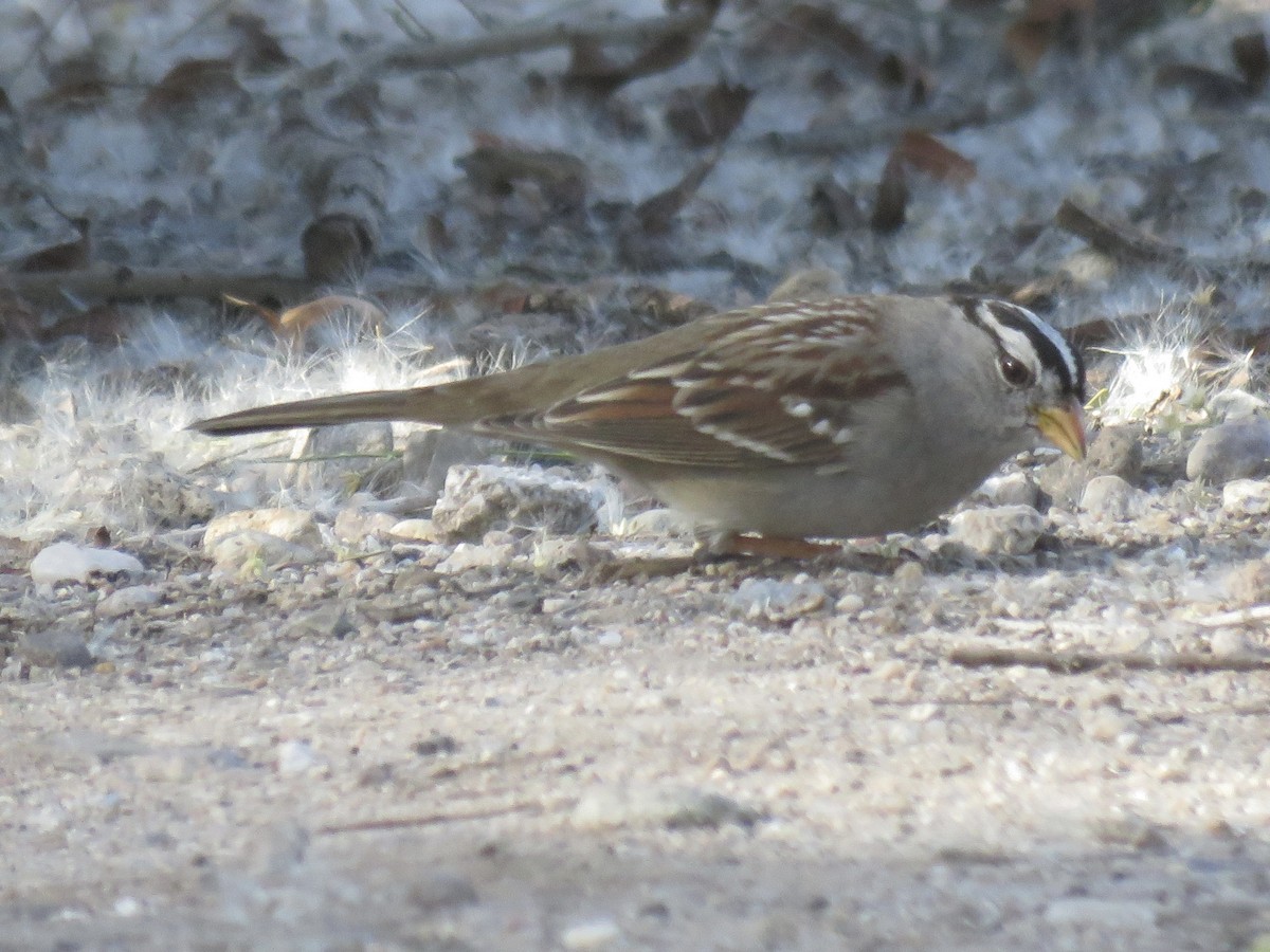 Белобровая овсянка - ML647147403