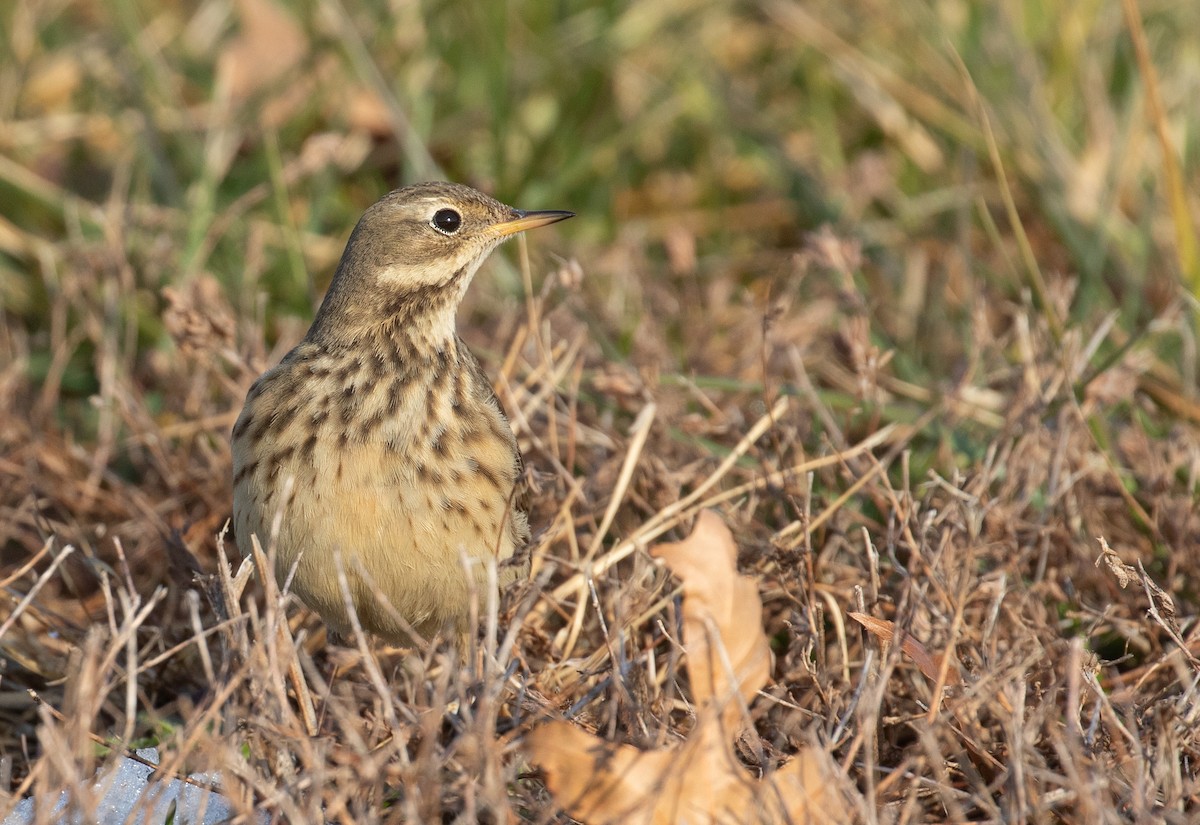 American Pipit - ML647147405