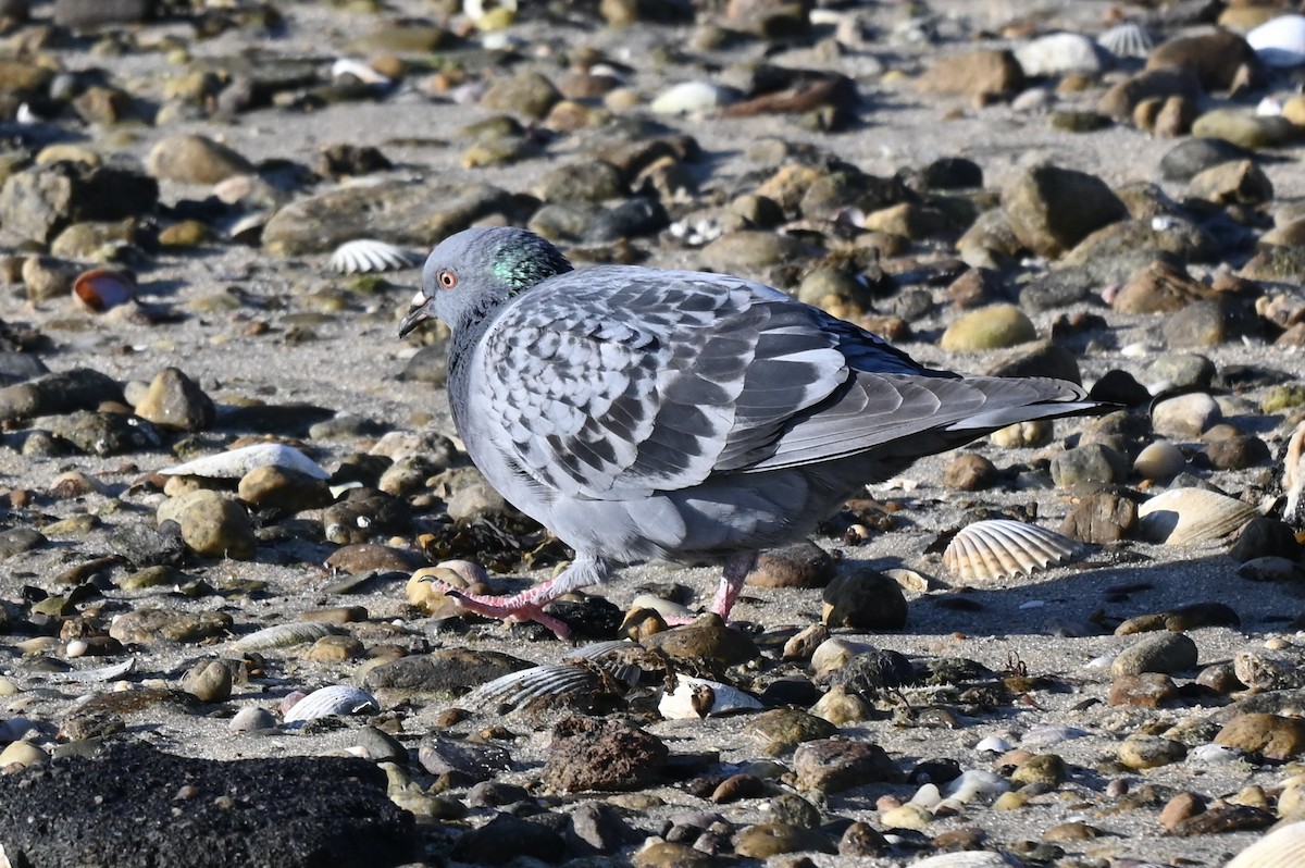 holub skalní (domácí) - ML647147416