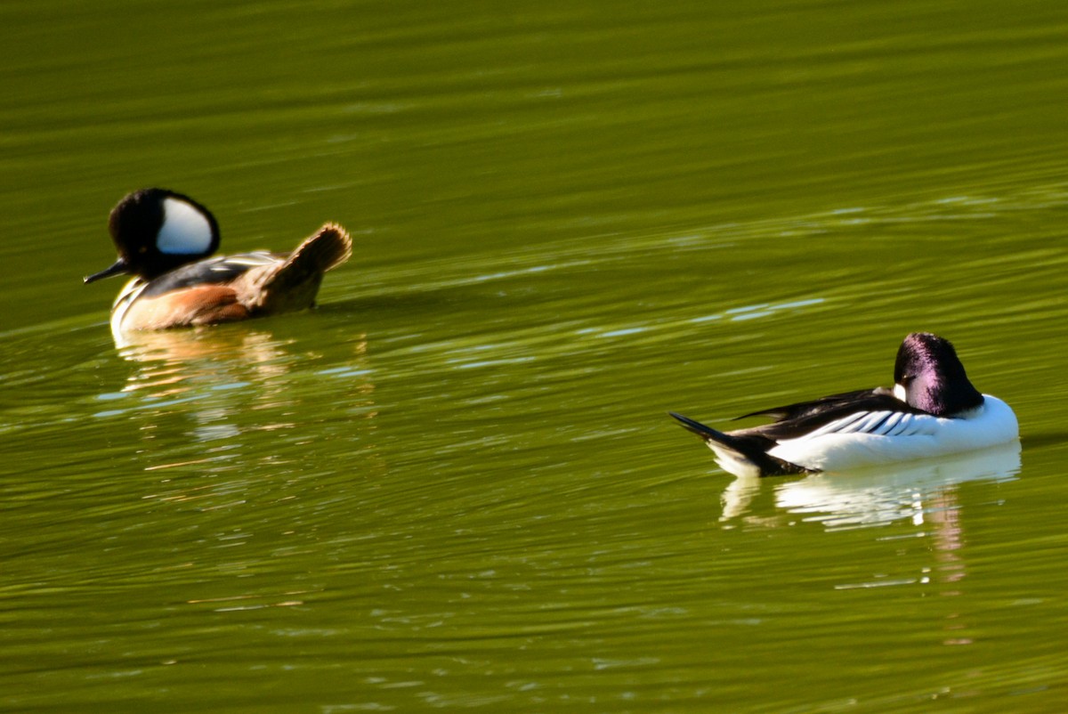Hooded Merganser - ML647147418