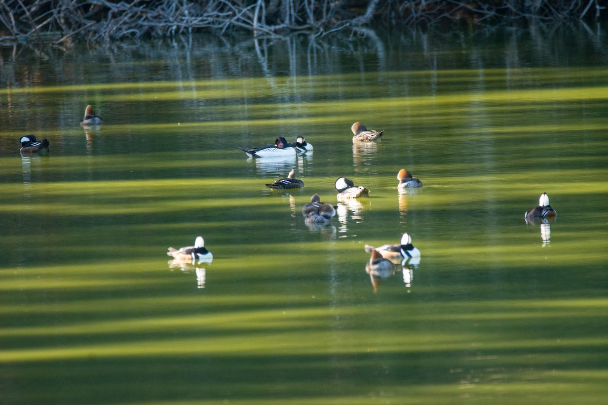 Hooded Merganser - ML647147419