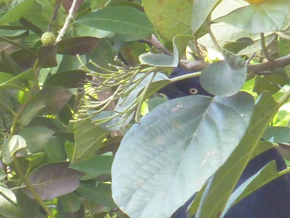 vlhovec velkoocasý - ML647147422