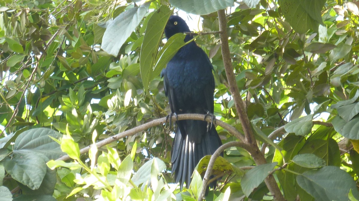 vlhovec velkoocasý - ML647147423