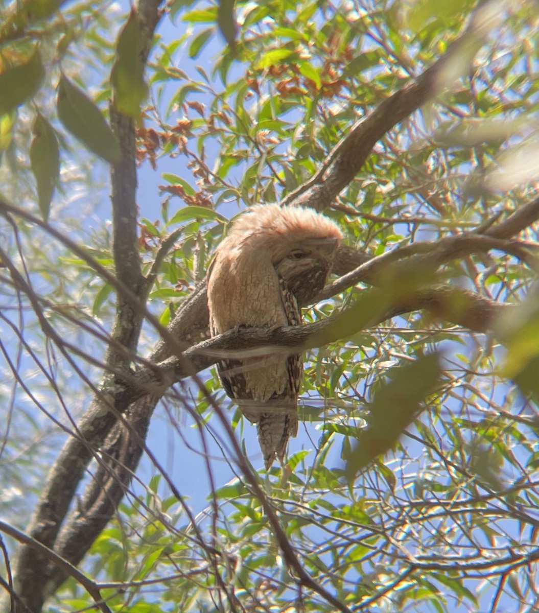 Tawny Frogmouth - ML647147425