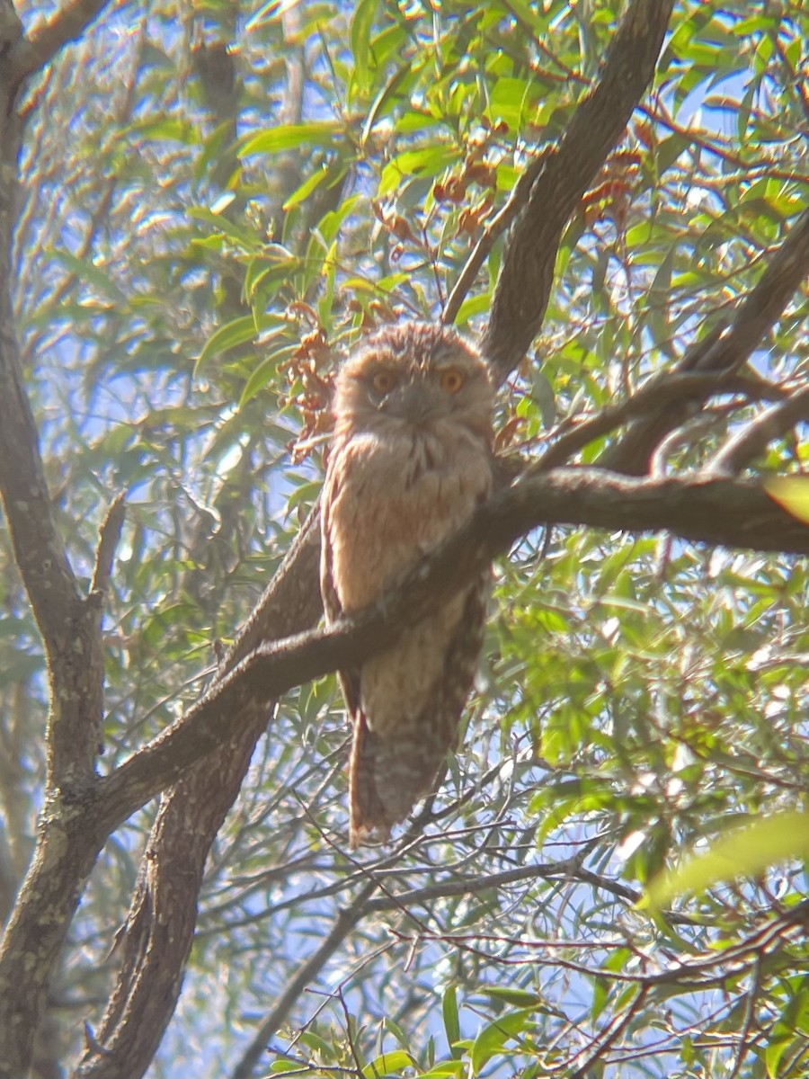Tawny Frogmouth - ML647147426