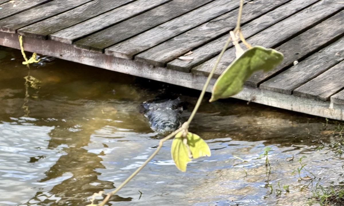 Morelet's Crocodile - ML647147436