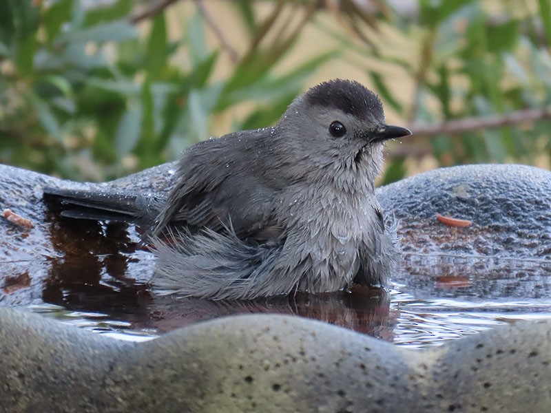 Gray Catbird - ML647147444