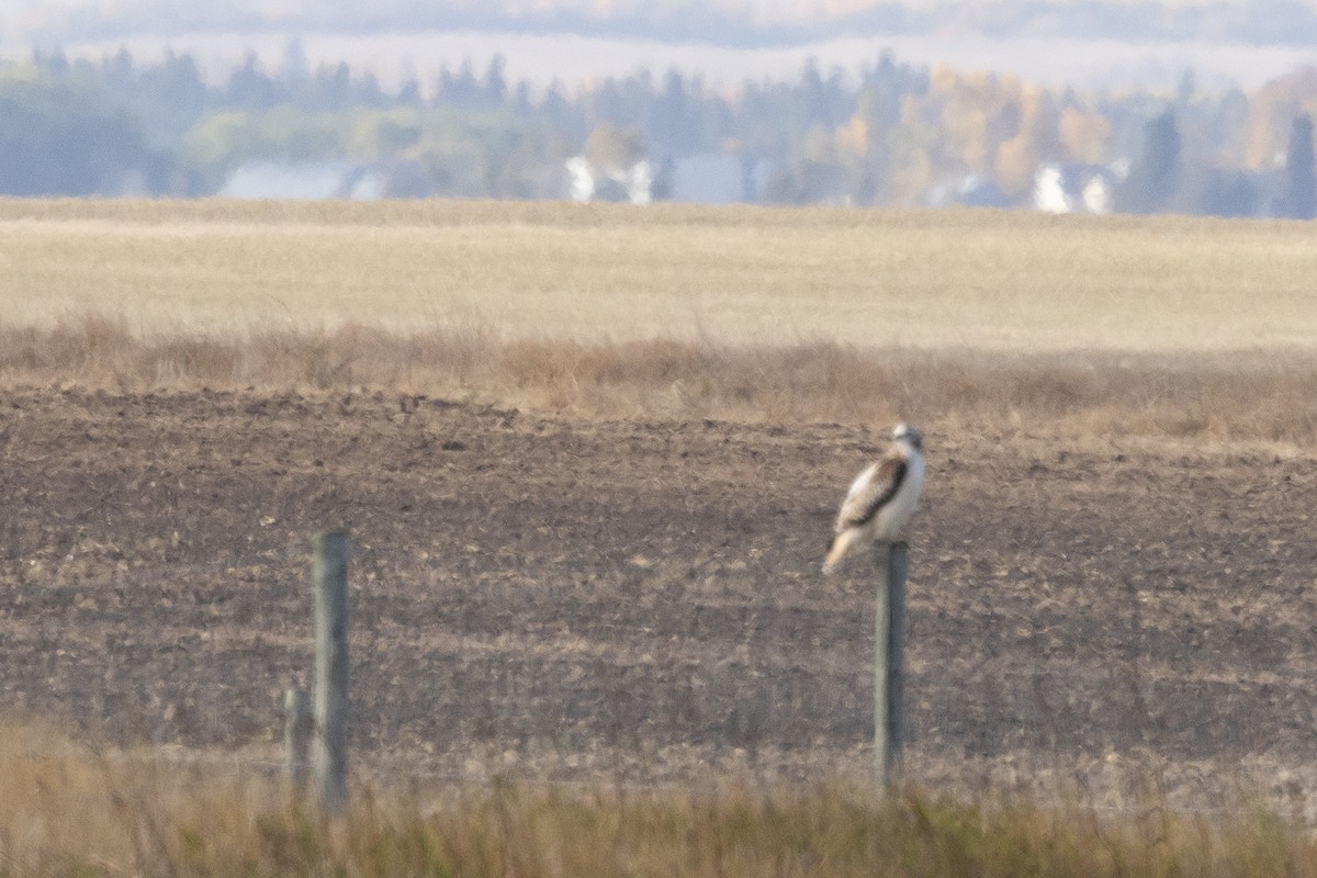Red-tailed Hawk (Krider's) - ML647147445