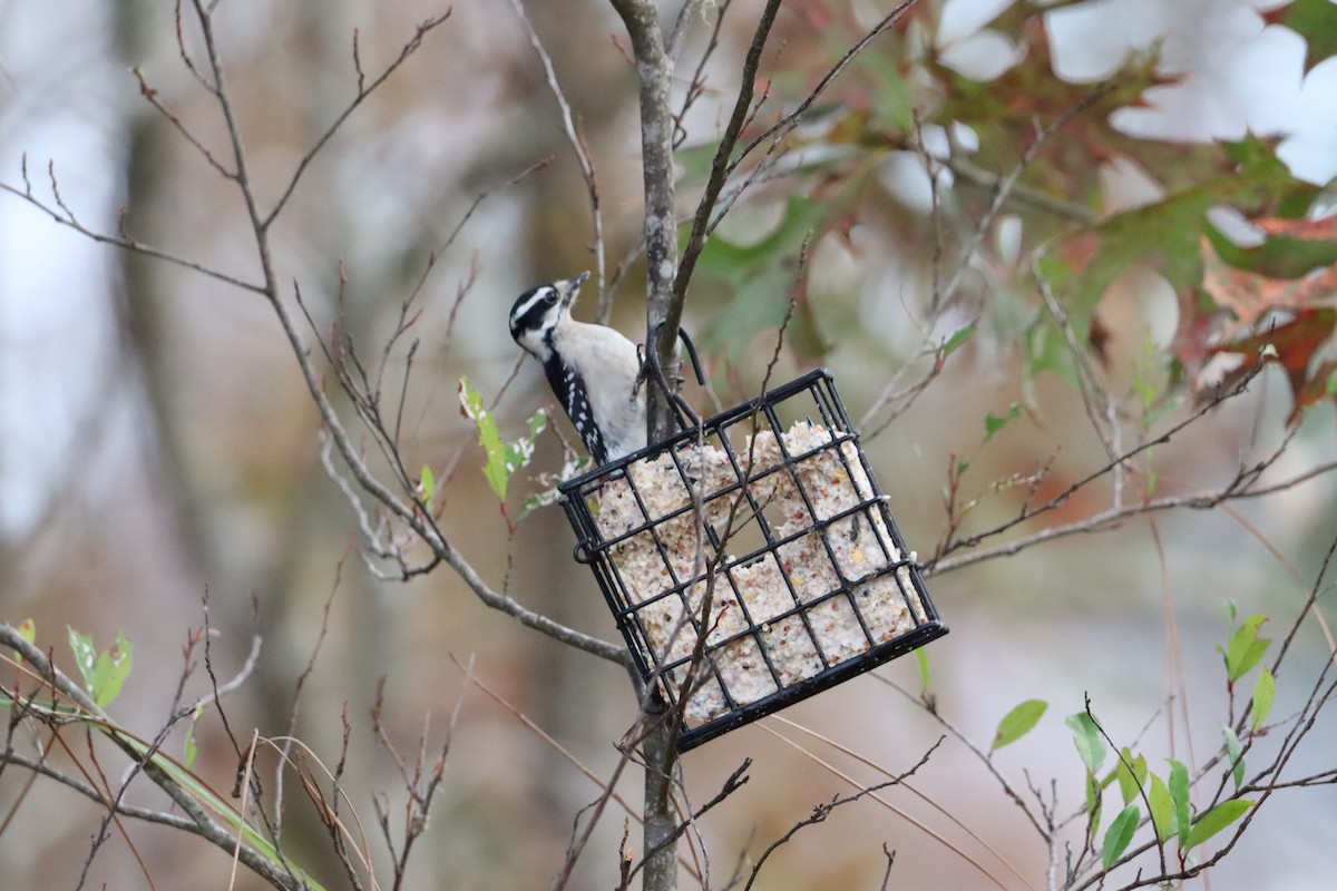 Downy Woodpecker - ML647147451