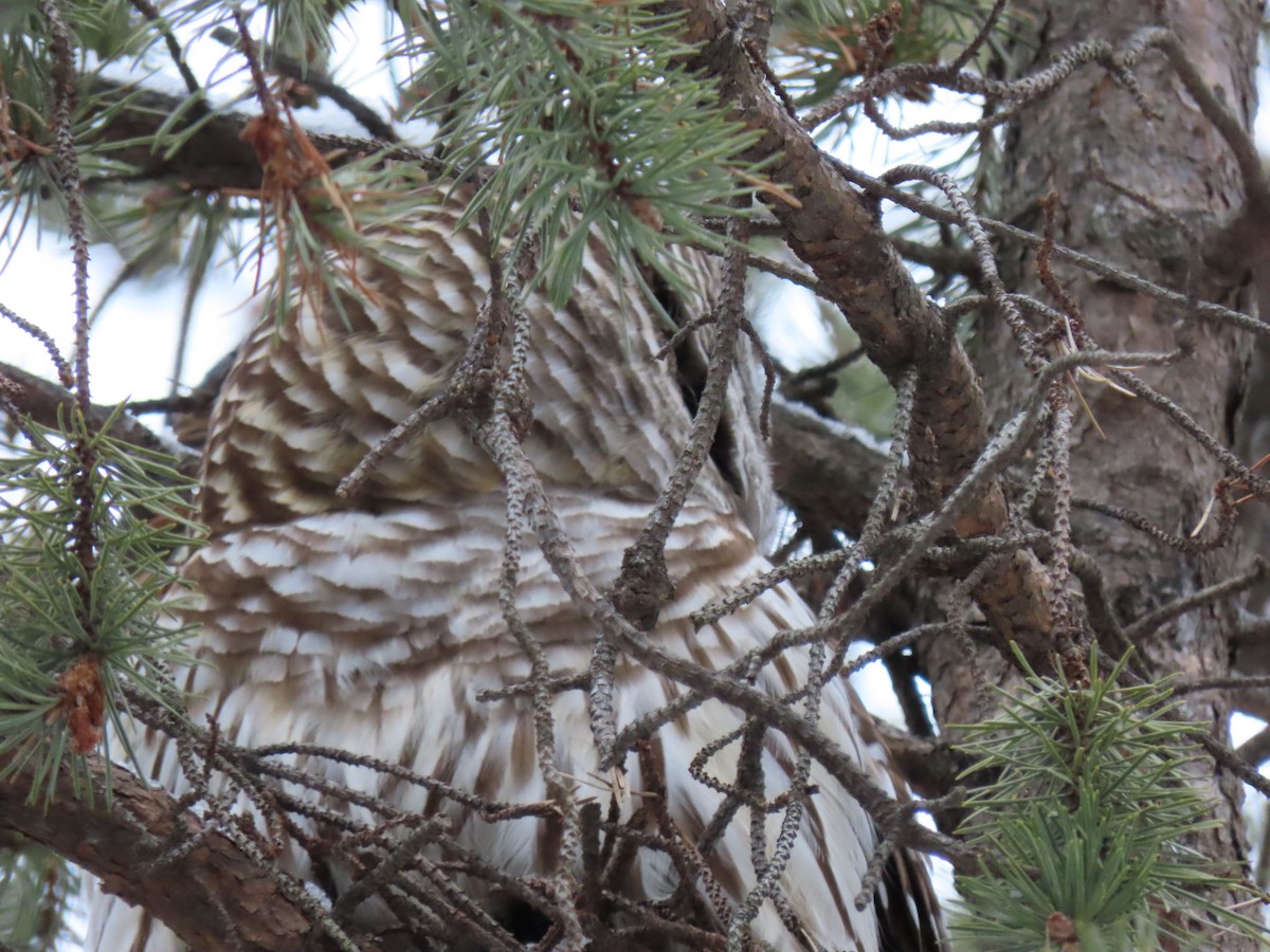 Barred Owl - ML647147453