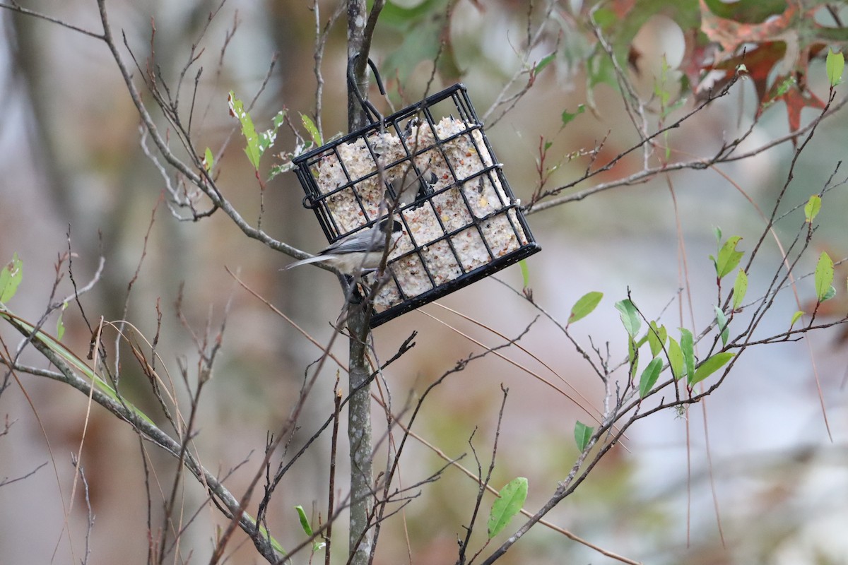 Carolina Chickadee - ML647147461