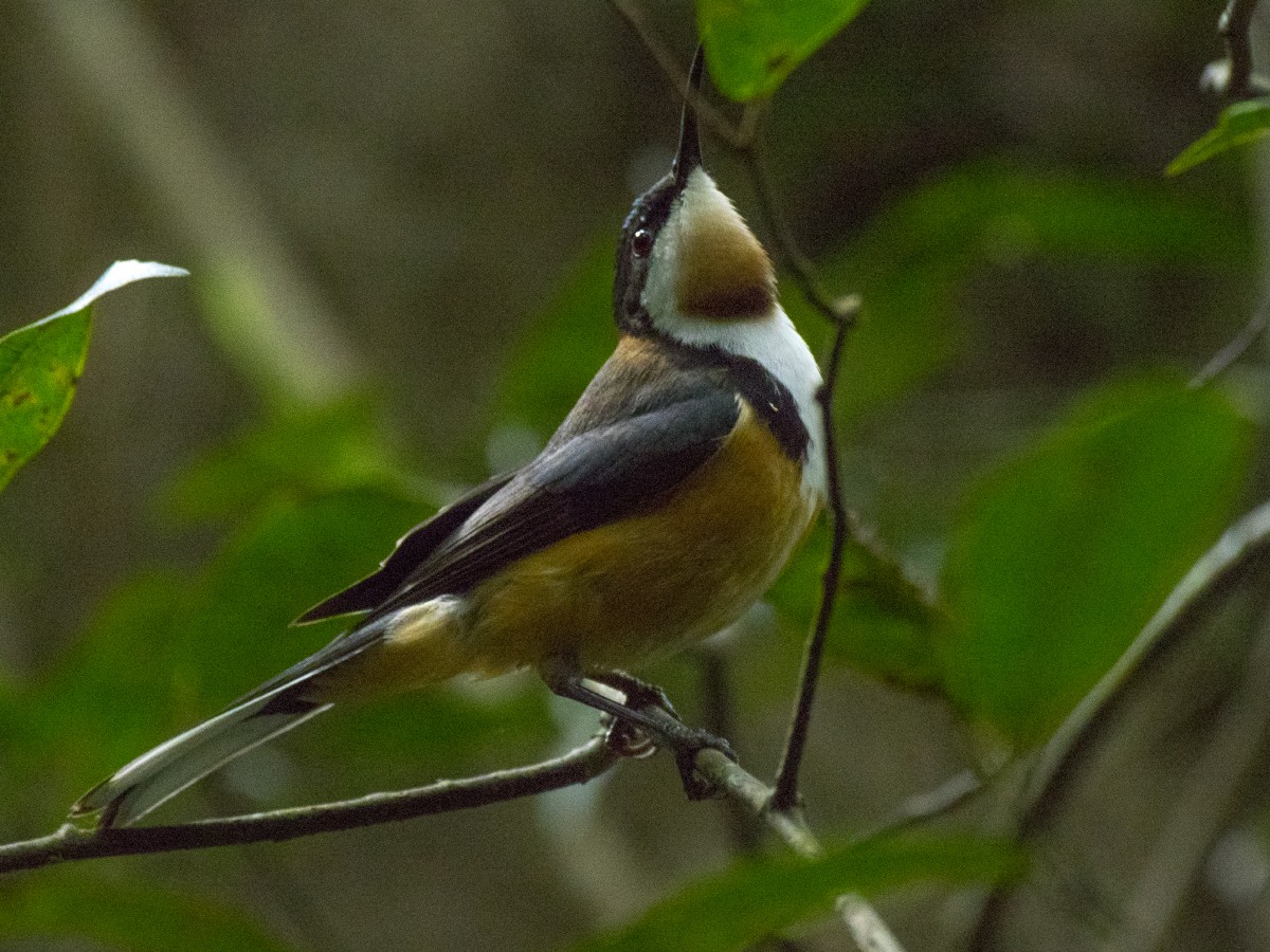 Eastern Spinebill - ML647147462
