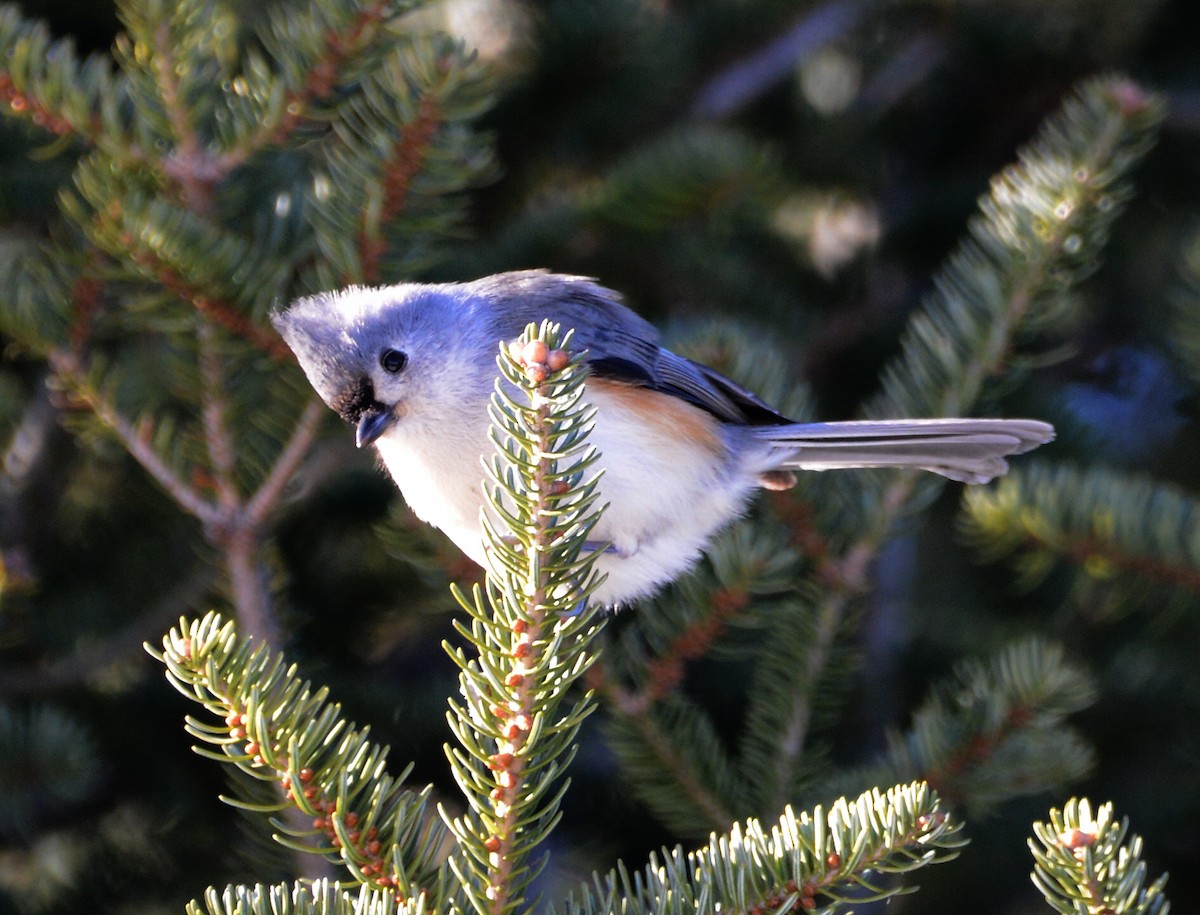 Tufted Titmouse - ML647147470