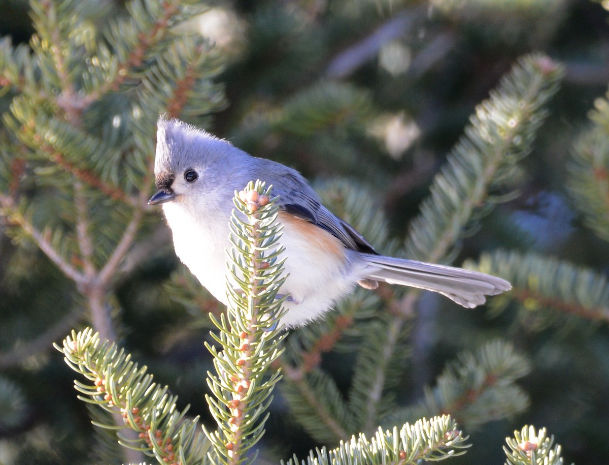 Tufted Titmouse - ML647147471