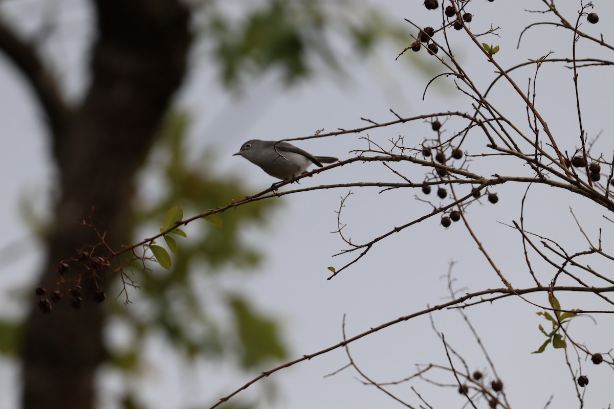 Blue-gray Gnatcatcher - ML647147473