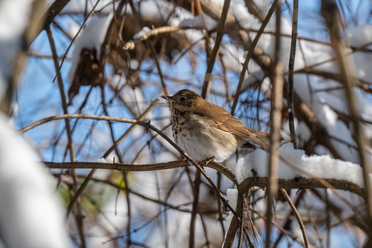 קיכלי חלוד-זנב - ML647147474