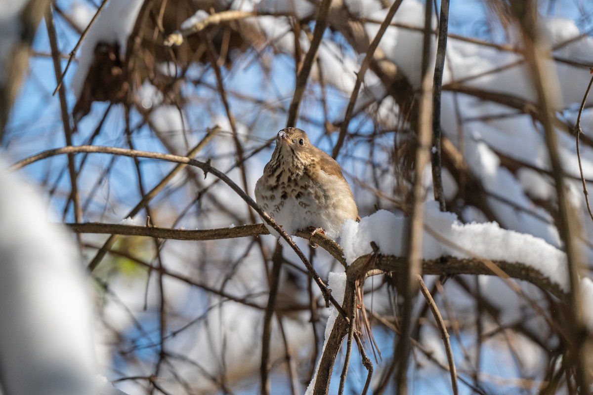 קיכלי חלוד-זנב - ML647147475