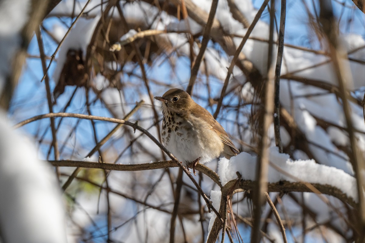 קיכלי חלוד-זנב - ML647147476
