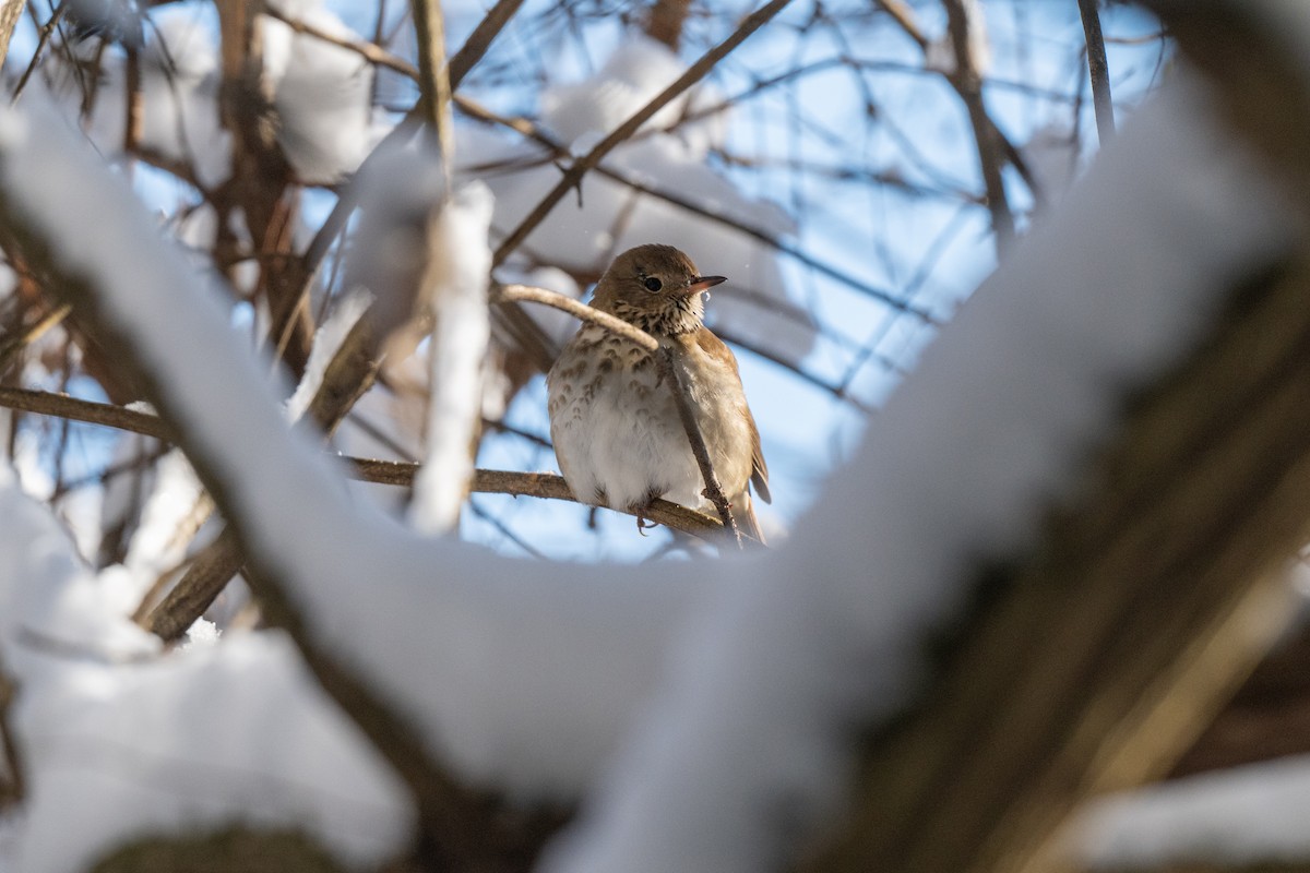 קיכלי חלוד-זנב - ML647147484