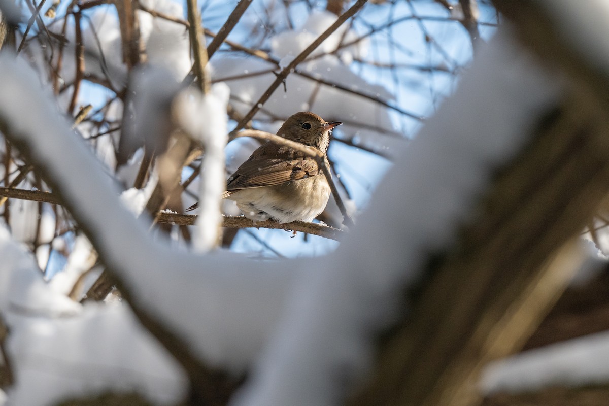 קיכלי חלוד-זנב - ML647147485