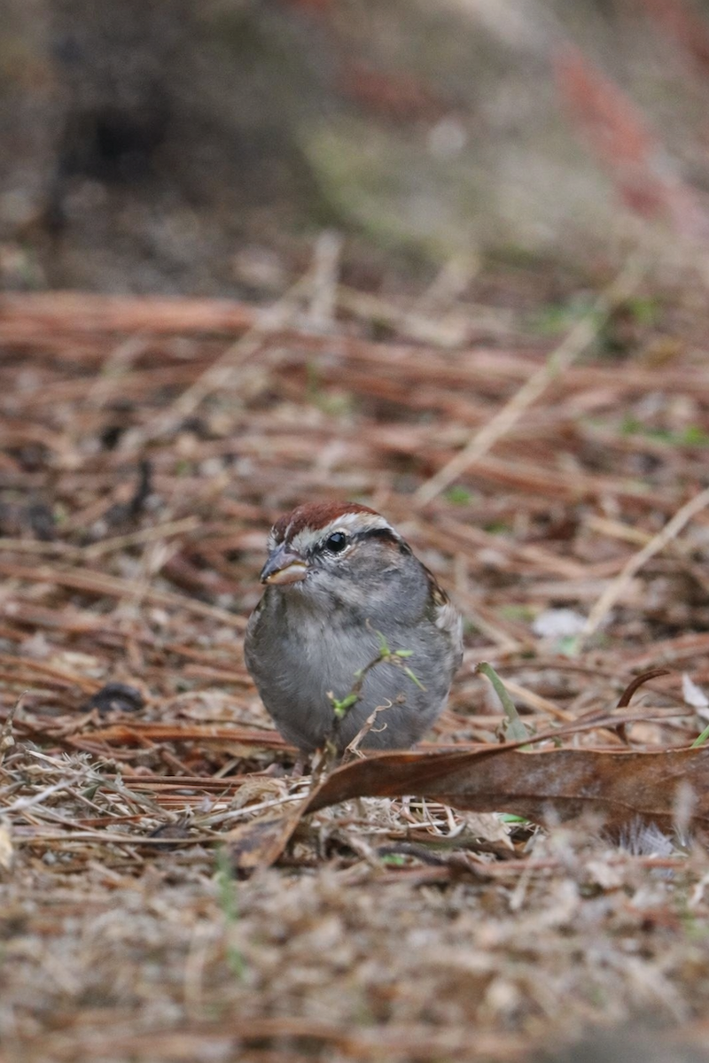 Chipping Sparrow - ML647147491