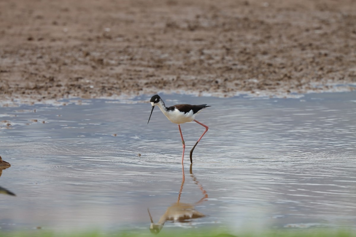 Black-necked Stilt - ML647147494