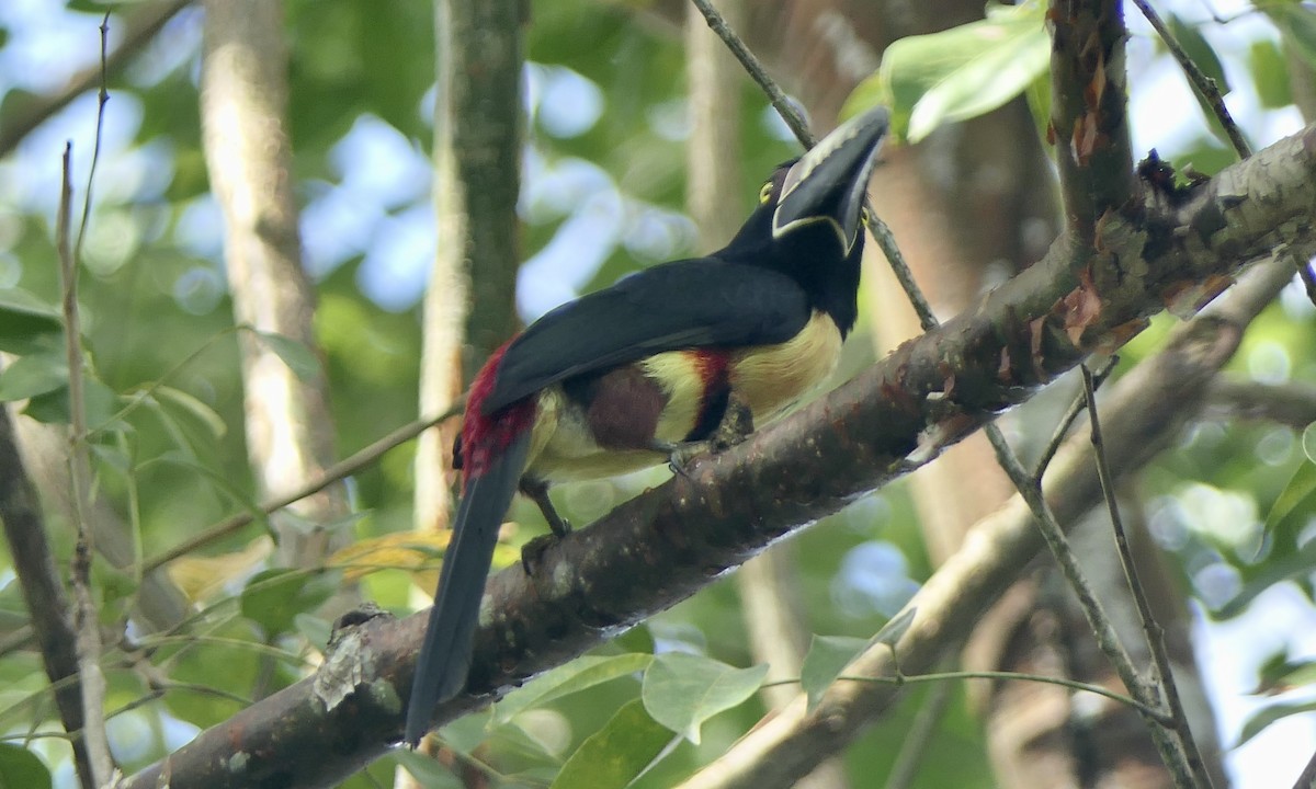 Collared Aracari - ML647147497