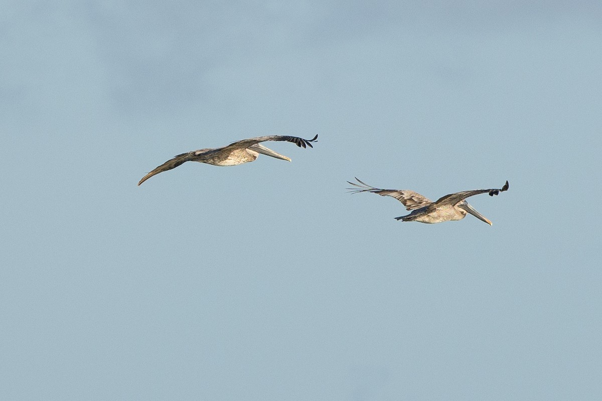 Brown Pelican - ML647147502