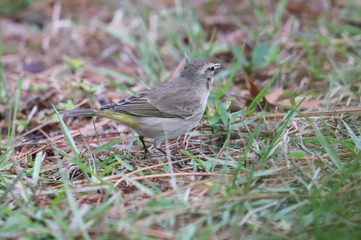 Palm Warbler - ML647147507