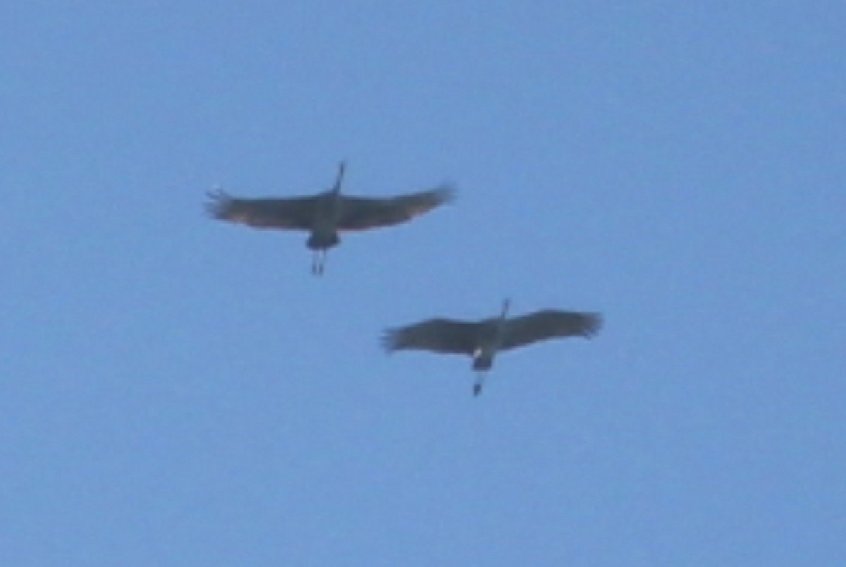 jeřáb kanadský - ML647147514