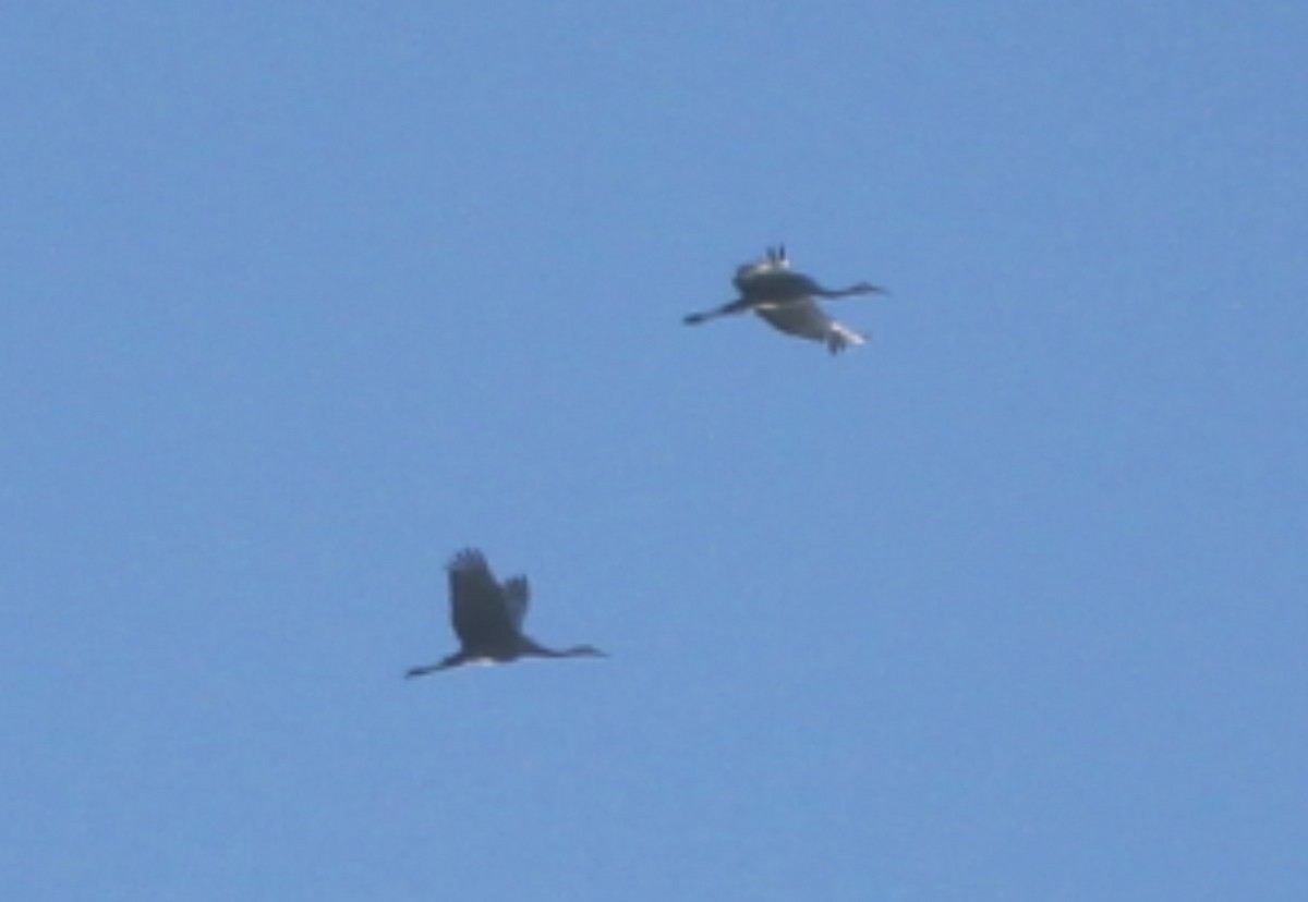 jeřáb kanadský - ML647147515