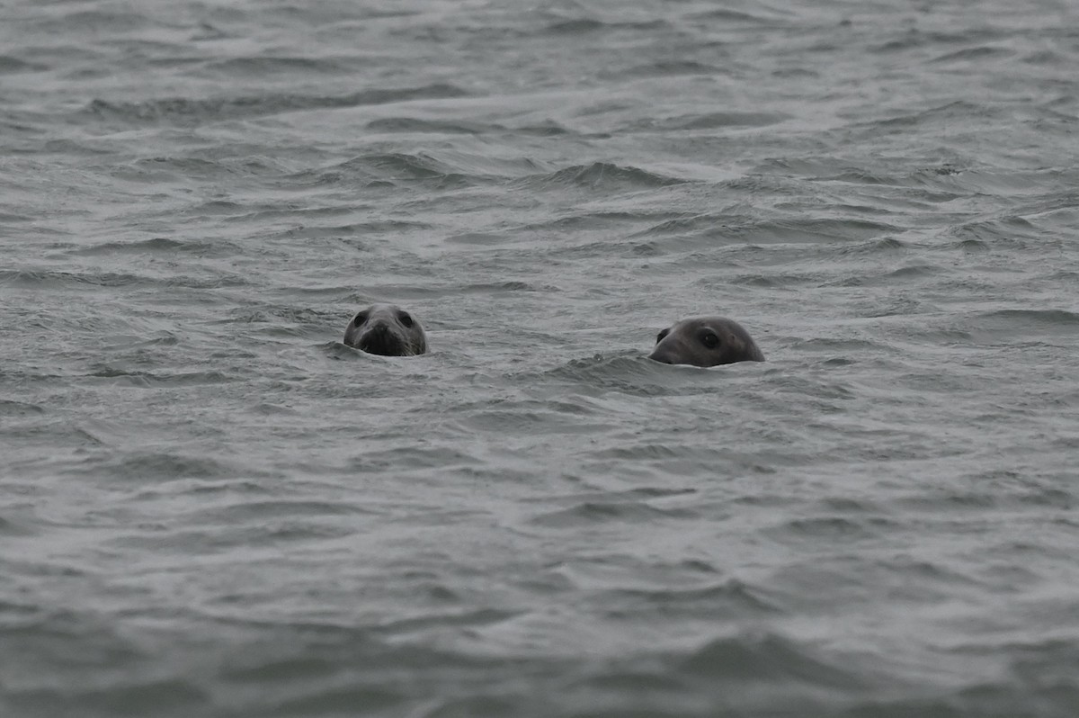 Atlantic Grey Seal - ML647147522