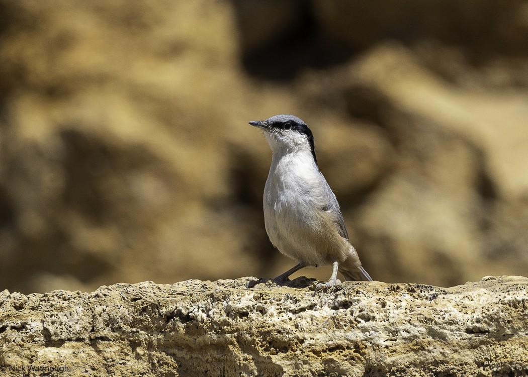 Eastern Rock Nuthatch - ML647147527