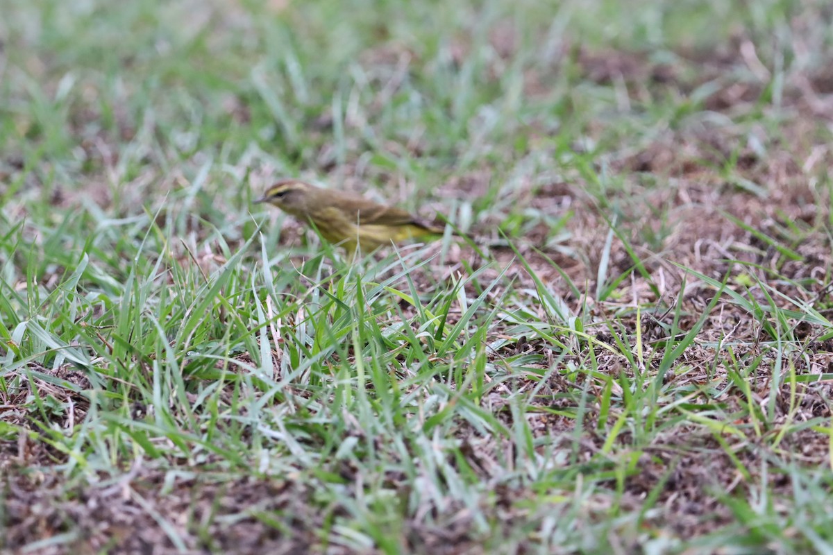 Palm Warbler (Yellow) - ML647147535